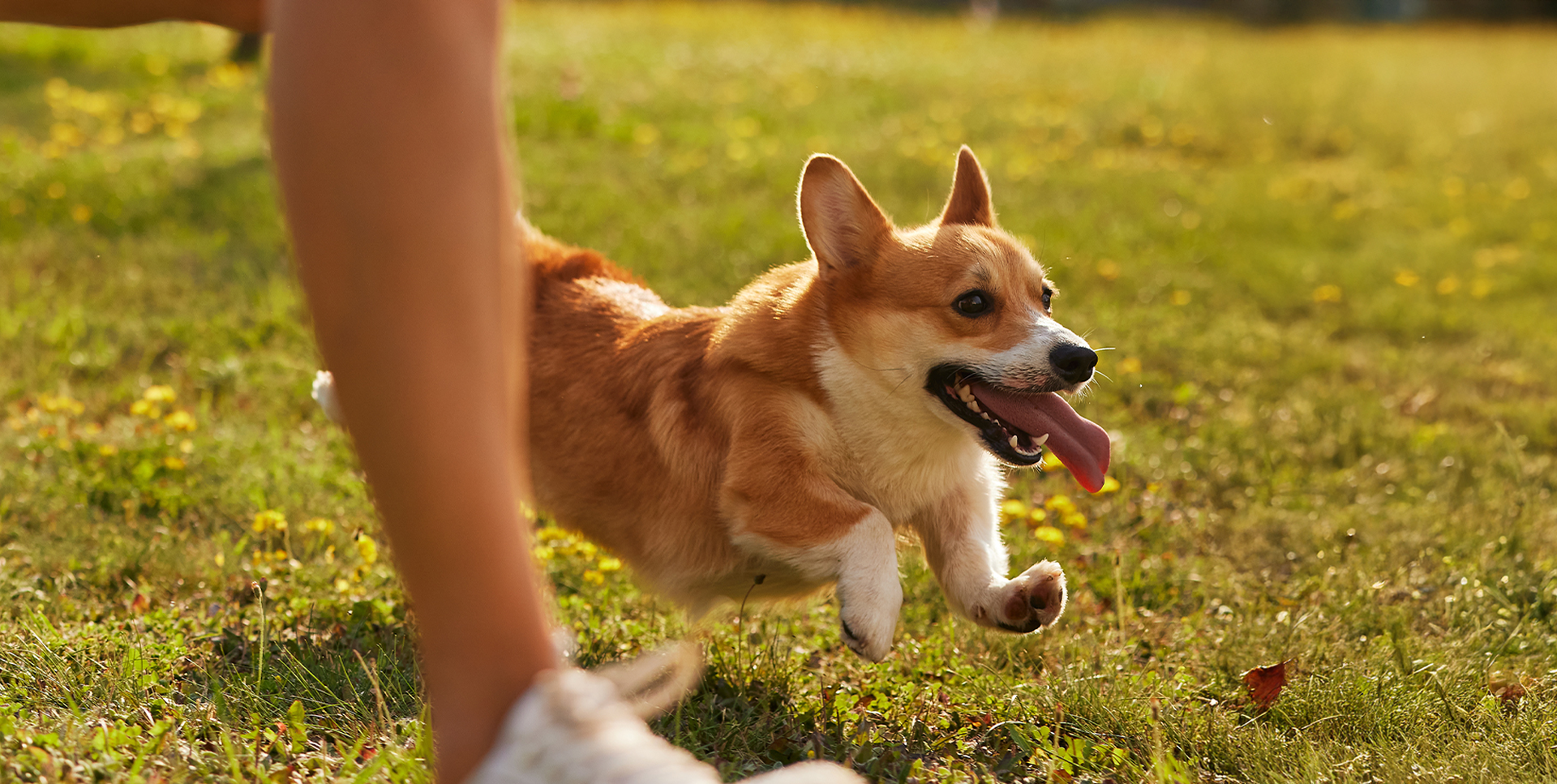 Renudog Main Banner