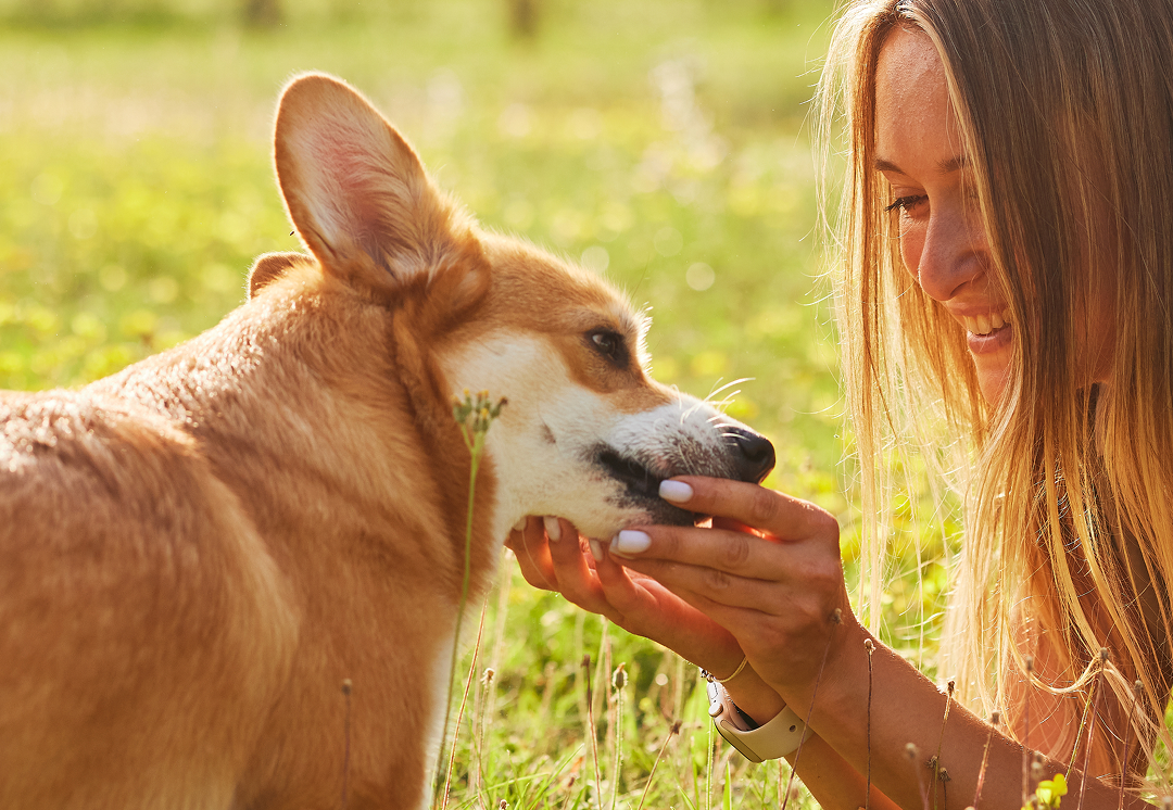 What is renudog background mobile